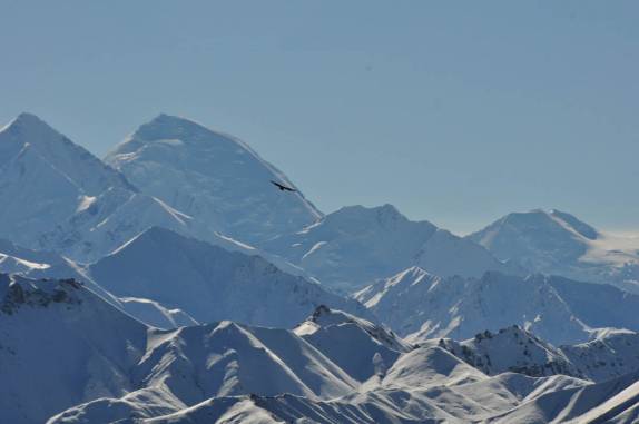 Uma águia plaina pelos ares do Denali National Park, no Alaska